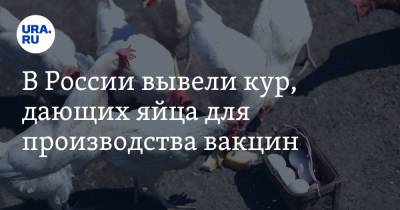 В России вывели кур, дающих яйца для производства вакцин - ura.news - Россия