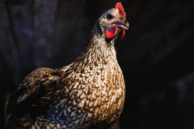 Российские ученые вывели уникальных кур с яйцами для вакцин - news.vse42.ru - Россия