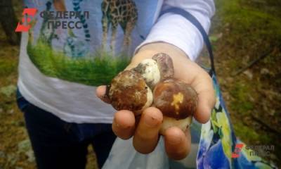 Почему в лесах Свердловской области пропали грибы: «Они были, есть и будут» - fedpress.ru - Россия - Свердловская обл.
