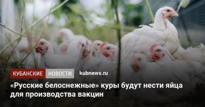 «Русские белоснежные» куры будут нести яйца для производства вакцин - kubnews.ru