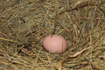 Новую породу кур, яйца которых можно использовать для производства вакцин, вывели ученые - ufacitynews.ru
