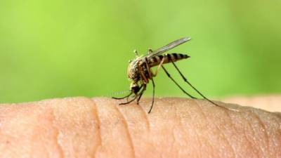 Осенью Россию могут атаковать комары — переносчики лихорадки Западного Нила - 5-tv.ru - Россия