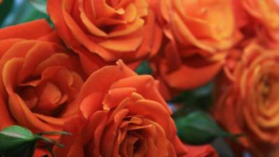 Как подготовить розы к зимовке: советы садоводов - mir24.tv