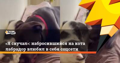 «Я скучал»: набросившийся на кота лабрадор влюбил в себя соцсети - ridus.ru