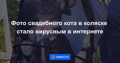 Фото свадебного кота в коляске стало вирусным в интернете - news.mail.ru