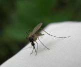 Сахар может подавить способность комаров заражаться и передавать вирусы - goodnews.ua