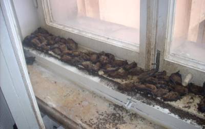 В харьковском ВУЗе обнаружили десятки летучих мышей - korrespondent.net - Украина - Харьков