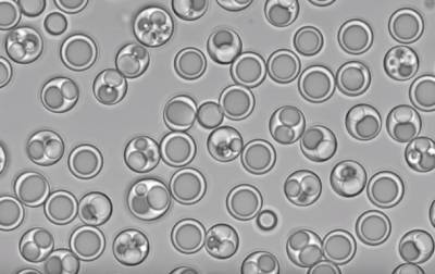 Ученые создали искусственную "клетку-пылесос" - korrespondent.net - Украина - Сша