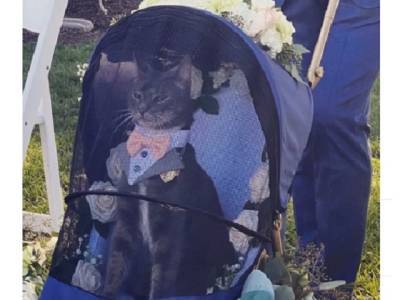 Фото свадебного кота в коляске стало вирусным в интернете - u24.ru