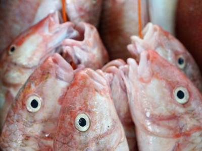 Россия резко сократила поставки рыбы в Китай - rosbalt.ru - Россия - Санкт-Петербург - Китай