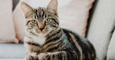 Среди кошек циркулирует потенциально опасный для человека коронавирус - ren.tv - Сша - штат Теннесси