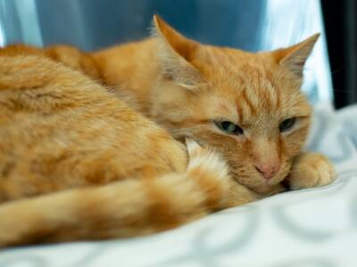 Ученые из США обнаружили в крови кошек опасный для человека коронавирус - rosbalt.ru - Сша - штат Теннесси