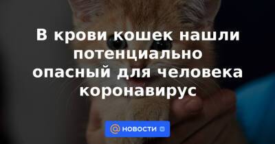 В крови кошек нашли потенциально опасный для человека коронавирус - news.mail.ru - Латвия - штат Теннесси
