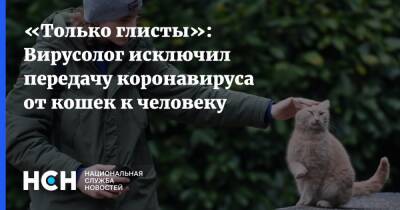 Денис Колбасов - «Только глисты»: Вирусолог исключил передачу коронавируса от кошек к человеку - nsn.fm - Россия
