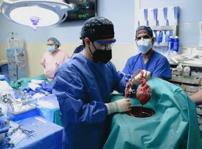 «Буду хрюкать?»: в США человеку впервые пересадили сердце свиньи - bloknot.ru - Сша - New York - штат Мэриленд