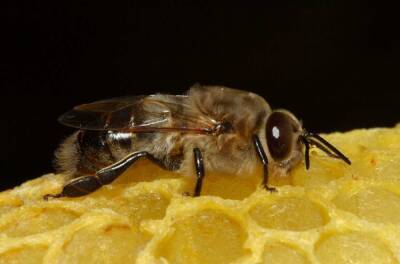 Lidovky: Прополис и мёд эффективно заживляют раны и борются с болезнями - actualnews.org