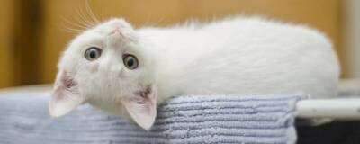 В США у кошек найдена потенциально опасная инфекция, похожая на ковид - runews24.ru - Сша - штат Теннесси