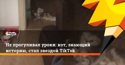 Не прогуливал уроки: кот, знающий историю, стал звездой TikTok - ridus.ru