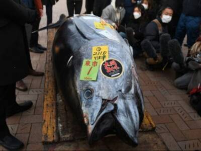 В Японии на аукционе продали огромную рыбу почти за 150 тысяч долларов - unn.com.ua - Украина - Япония - Киев - Токио