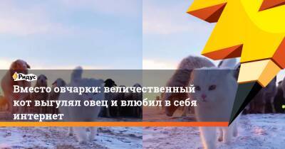 Вместо овчарки: величественный кот выгулял овец ивлюбил всебя интернет - ridus.ru