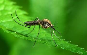 Ученые выяснили, как сделать человека невидимым для комаров - charter97.org - Белоруссия - Сша - штат Флорида