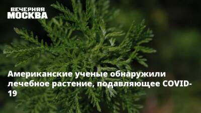 Андрей Крюков - Американские ученые обнаружили лечебное растение, подавляющее COVID-19 - vm.ru - Москва - Сша