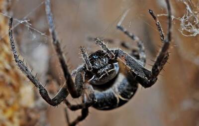 Стивен Спилберг - Ученые назвали червя-паразита, который живет на пауках, в честь американского актера и мира - cursorinfo.co.il - Сша - Израиль