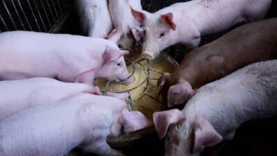 Ученые Университета штата Айовы объяснили, почему свиньи устойчивы к COVID-19 - inforeactor.ru - штат Айова