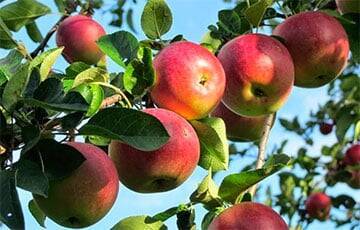 Люсия Гарсия - Врачи рассказали, что случится с организмом, если каждый день съедать по яблоку - charter97.org - Белоруссия