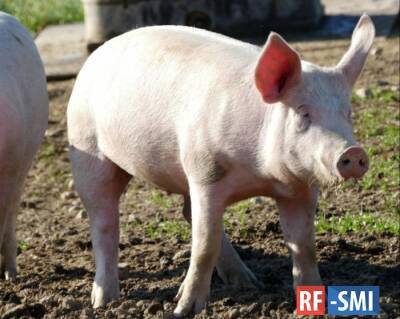 В Башкирии впервые выявили африканскую чуму свиней - rf-smi.ru - республика Башкирия