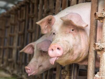 В одном из регионов Украины выявили африканскую чуму свиней - vchaspik.ua - Украина