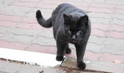 В Мечетлинском районе Башкирии ввели карантин по бешенству из-за укуса кошки - mkset.ru - республика Башкирия