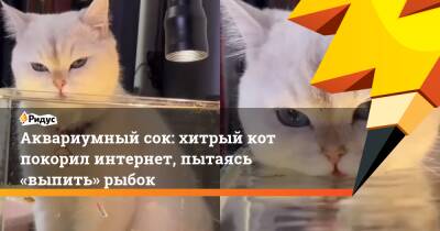 Аквариумный сок: хитрый кот покорил интернет, пытаясь «выпить» рыбок - ridus.ru