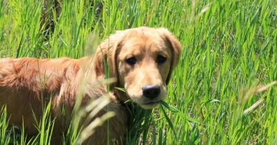 Трава и фекалии. Эксперты объяснили странные пристрастия собак в еде - focus.ua - Украина