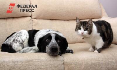 Где в Сибири больше любят собак, а где – кошек. Расчеты «ФедералПресс» - fedpress.ru - Кемеровская обл.