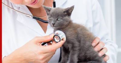Здоровье кошек: как понять, что животное нужно показать ветеринару - profile.ru