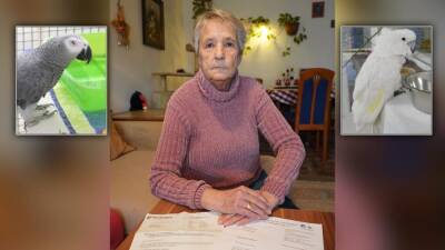 «Они забрали моих животных, пока я болела»: пенсионерка не может вернуть своих попугаев - germania.one - Германия