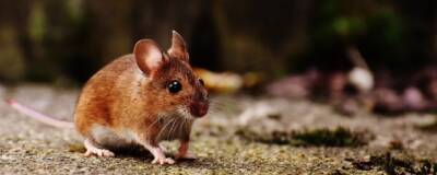 Ученые Китайской академии наук доказали мышиное происхождение «омикрона» - runews24.ru
