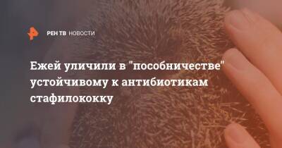 Ежей уличили в "пособничестве" устойчивому к антибиотикам стафилококку - ren.tv
