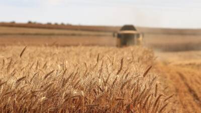 Мировые цены на зерновые достигли максимального за 10 лет уровня – ООН - epravda.com.ua - Украина