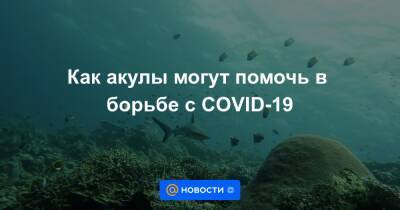 Как акулы могут помочь в борьбе с COVID-19 - news.mail.ru - Россия