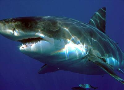 Учёные: Иммунитет акул может оказать помощь в борьбе с коронавирусом - actualnews.org - Сша - Юар