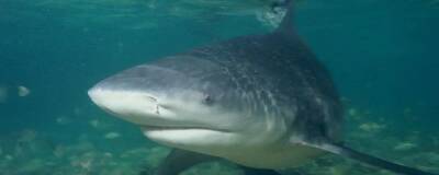 Ученые США надеются, что акулы помогут в борьбе с коронавирусом - runews24.ru - Сша
