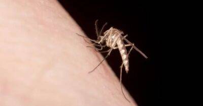 Некоторых людей комары действительно кусают чаще: ученые выяснили, почему так происходит - focus.ua - Украина - Сша - Нью-Йорк