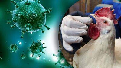 В Болгарии обнаружили новый штамм птичьего гриппа: опасен ли он для людей - 24tv.ua - Франция - Украина - Голландия - Болгария