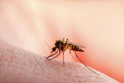 Эпидемя в Судане: комары разносят два опасных заболевания - news.israelinfo.co.il - Сша - Израиль - Судан