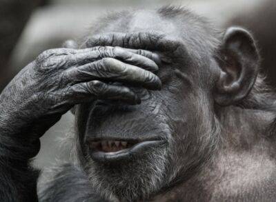 Джон Байден - Politico: ВОЗ может переименовать оспу обезьян по просьбе Белого дома - obzor.lt - Сша