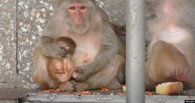 ВОЗ переименует оспу обезьян в Mpox, чтобы не стигматизировать обезьян - dialog.tj - Бразилия