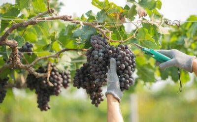 На Кипре появится профсоюз виноградарей? - vkcyprus.com - Евросоюз - Кипр