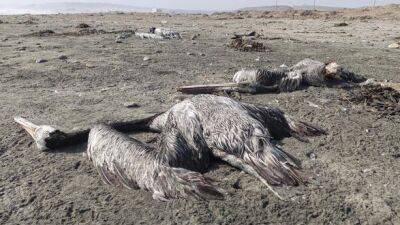 Птичий грипп убил почти 14 000 пеликанов и морских птиц в Перу - unn.com.ua - Украина - Сша - Канада - Киев